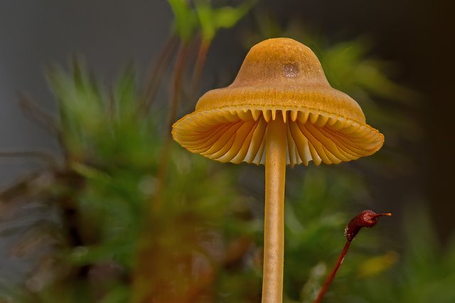 mushroom-3850904_1920.jpg