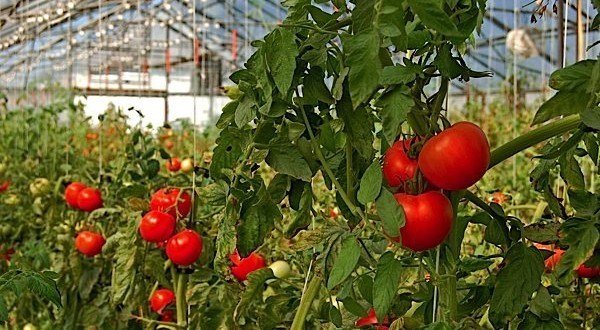 tomato-farming.jpg