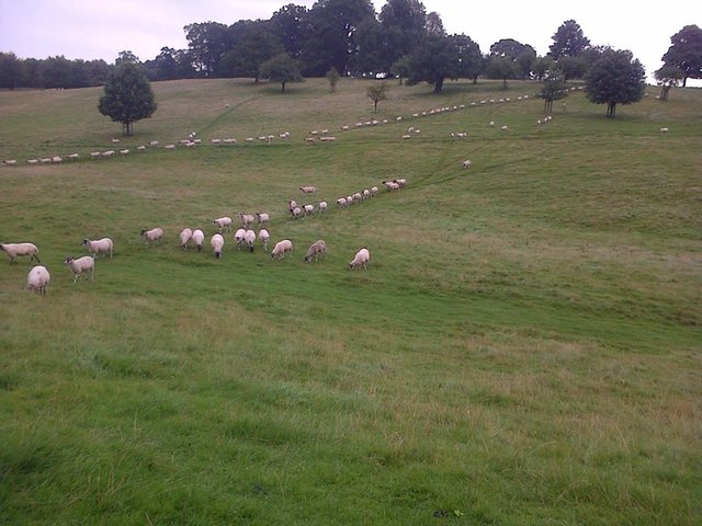 Chatsworth Sheep.jpg