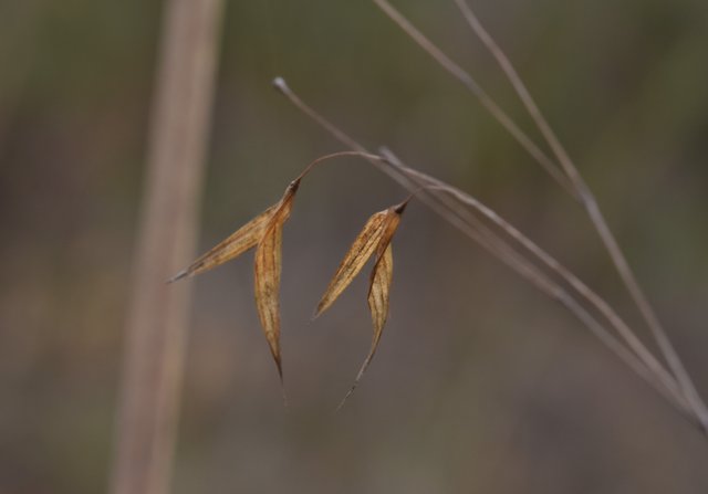 drystuff grass on wind 1.jpg