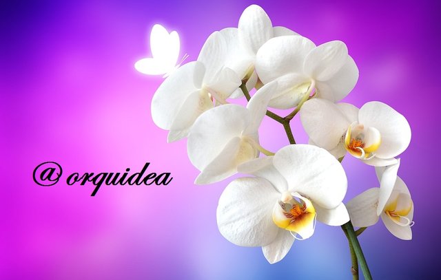 etiqueta orquidea orchid-1259019_960_720.jpg