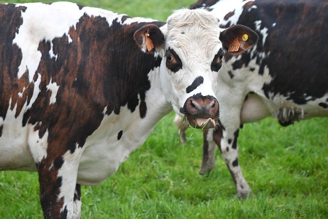 cow-7957275_1280.jpg
