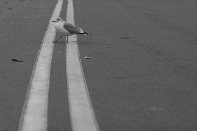 SeagullStreetB&W.jpg