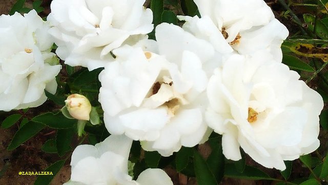mawar putih_2.jpg