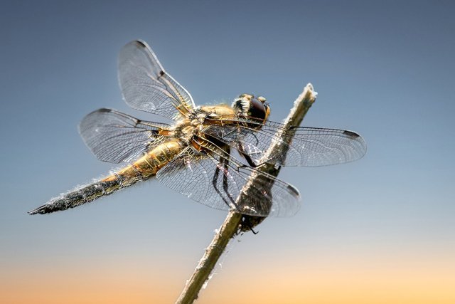 dragonfly-6398686_1280.jpg