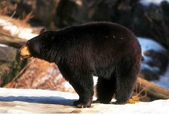 Black-Bear-1-3746.jpg