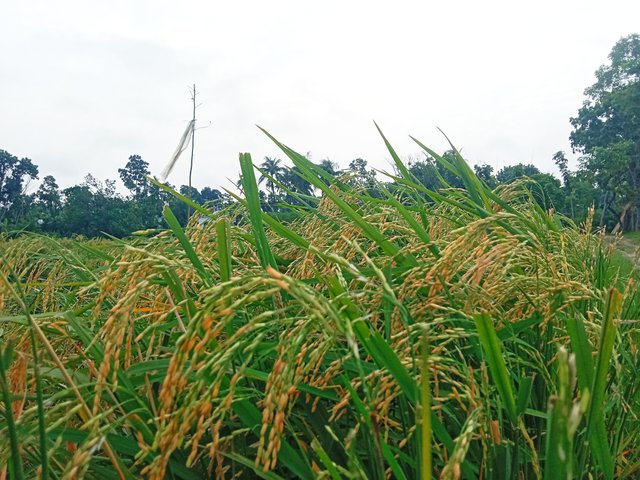 IMG_20250810_100831.jpg