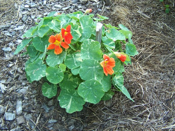 New Herb - Row 7, Alaska nasturtium crop July 2018.jpg