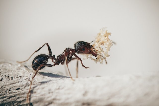 ants-5061910_1280.jpg