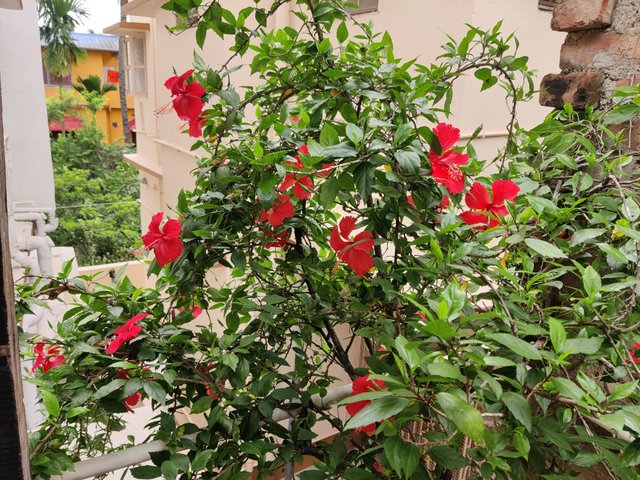IMG_20250523_082450.jpg
