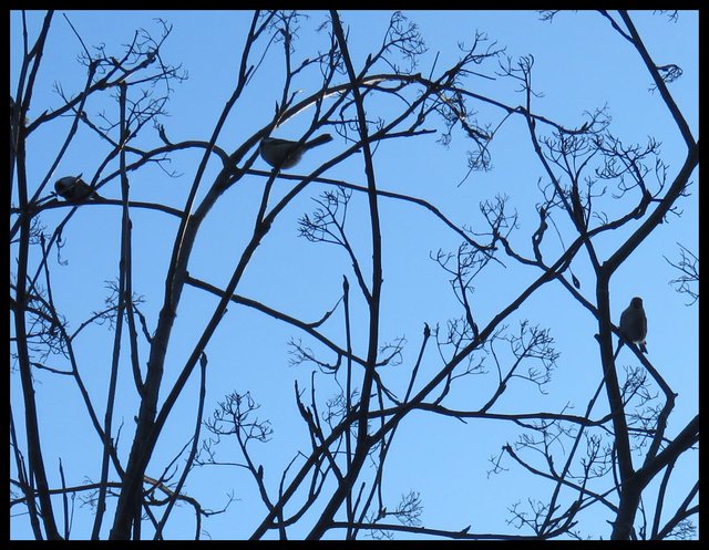 3 chickadees silhouetted on mountain ash branches with empty seed stems.JPG