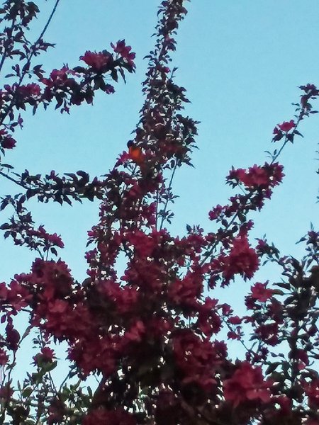 First oriole in crabapple tree crop May 2019.jpg