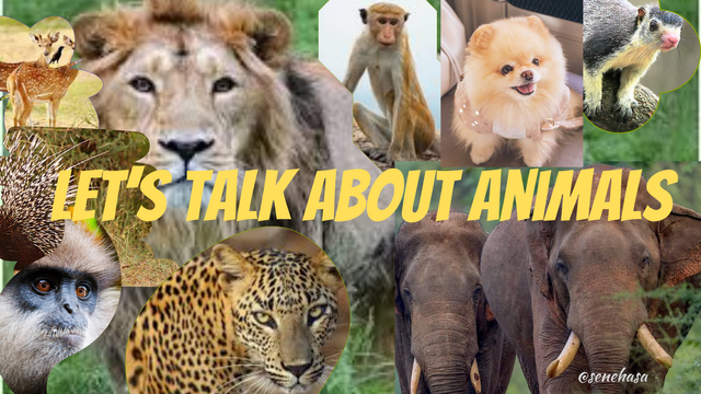 animals..png