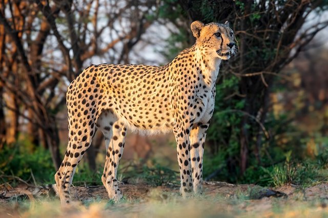 1200px-Cheetah_at_Working_with_Wildlife.jpg