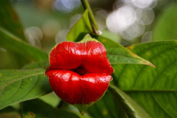 hookers-lip-flower.jpg