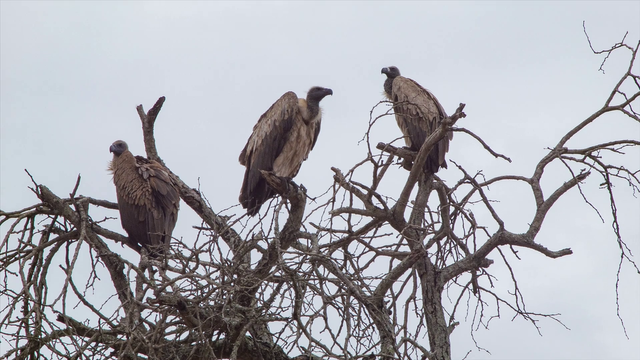 african-vultures-sitting-in-dead-tree-on-dried-branches-with-a-murky-grey-sky-background-inside-kruger-national-park-south-africa_bue7y35ug_thumbnail-full01.png
