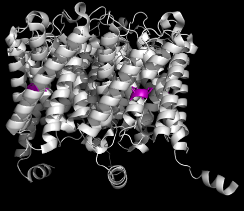 Aquaporin2medium-molecule_for_Narrative_sideview.png