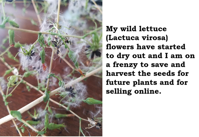 wild lettuce 1.png