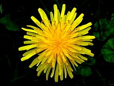 230px-Top_view_of_a_dandelion.JPG