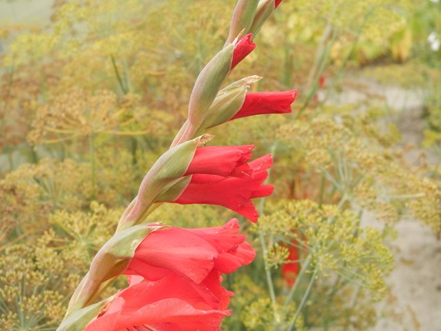 Gladiolus_i_ukrop.JPG