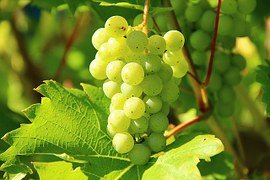 grapes-276070__180.jpg