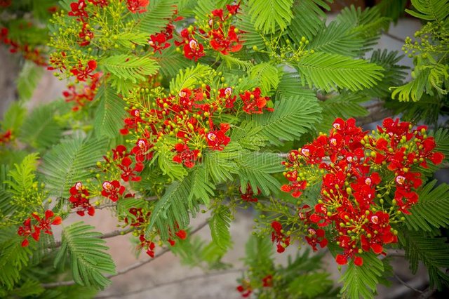 krishnachura-delonix-regia-species-flowering-plant-bean-family-fabaceae-noted-its-fern-like-leaves-104125160.jpg