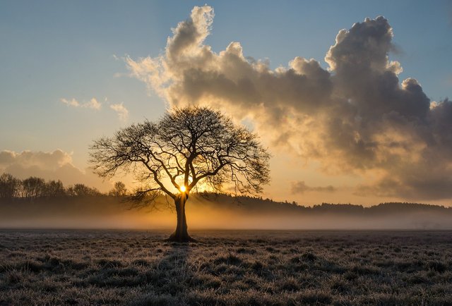 lone-tree-1934897_1280.jpg