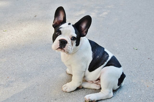 french-bulldog-277255_1280.jpg