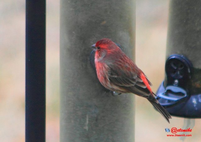 House Finch IMG_0136.JPG