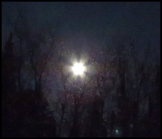 rays of bright full moon highlights branches and seeds of maples.JPG