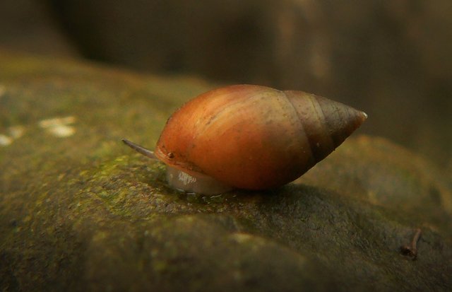 P1970642mikrokrop.jpg