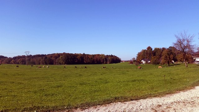 cows-meadow-wood.jpg