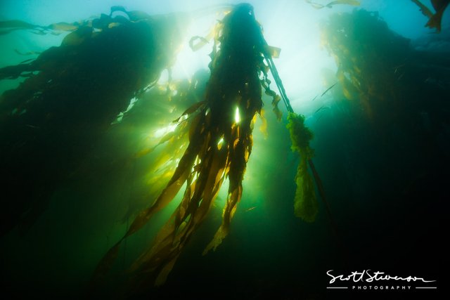 Kelp Forest-1.jpg