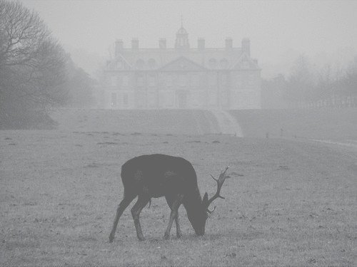 animal-antlers-art-black-and-white-building-Favim.com-191658.jpg