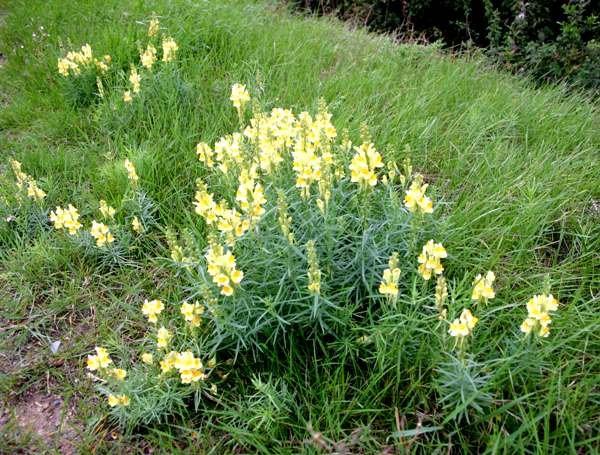 Common-Toadflax3.jpg