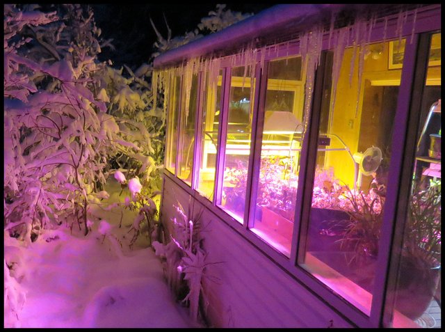 pink on snow and shrubs looking inside sunroom from outside on deck good.JPG
