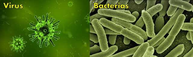 virus y bacterias.png