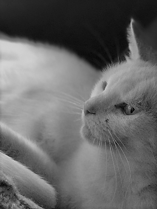Cat Photography, Mousey Closerup B&W Dim Lighting, September 2 2017-.png