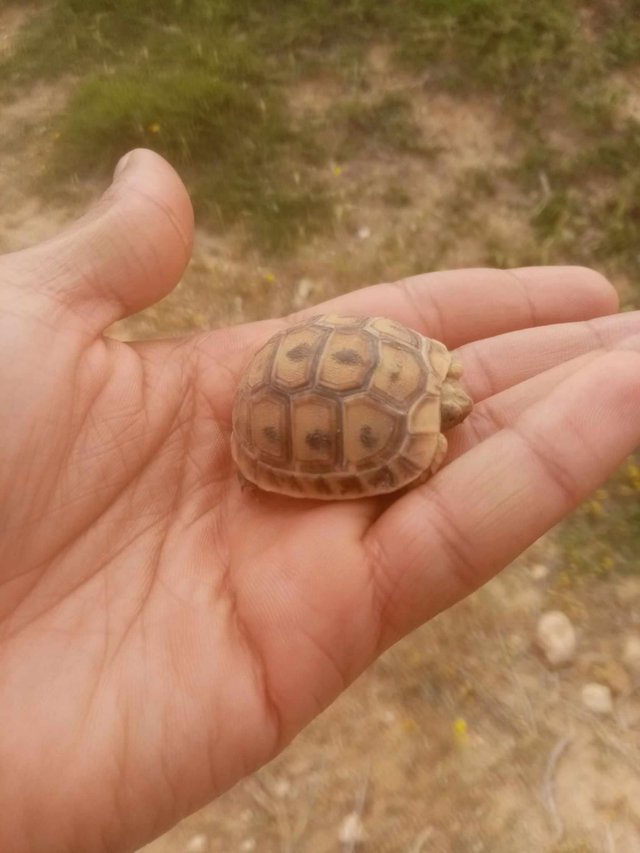 Baby Turtle.jpg