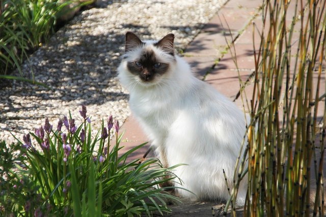 sacred-birman-5047641_1280.jpg