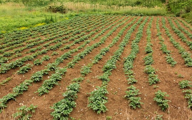 high-angle-farming-concept-with-plants_23-2148573879.jpg