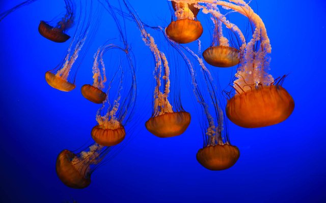 Aquarium-YellyFish-02.jpg