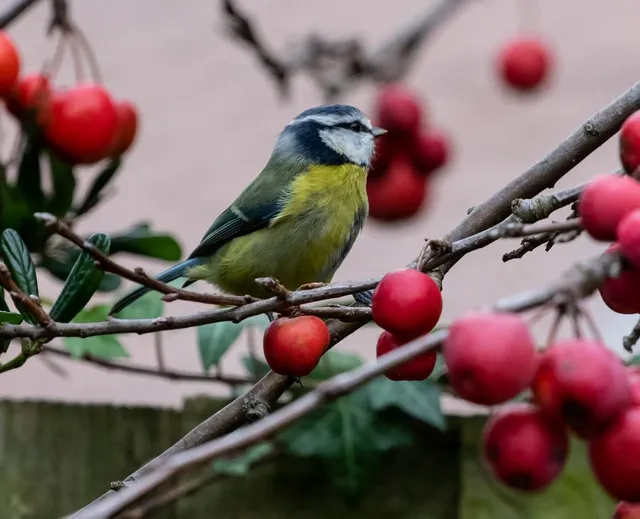 blue-tit-4758026_1280.webp