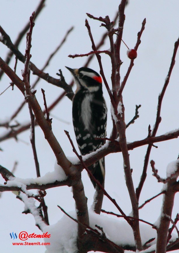 Downy Woodpecker PFW10_0365.JPG