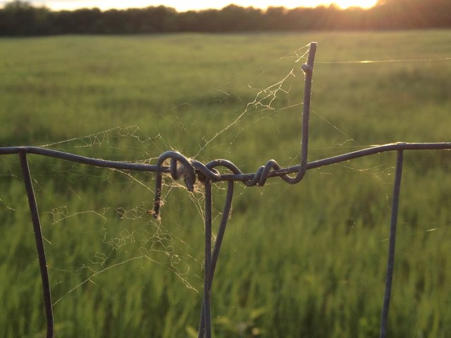 fence web in sun 1000.JPG