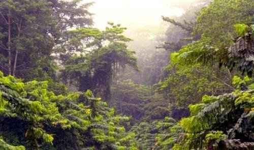 1604-3242-cameroon-moves-towards-a-new-forestry-law_L.jpg