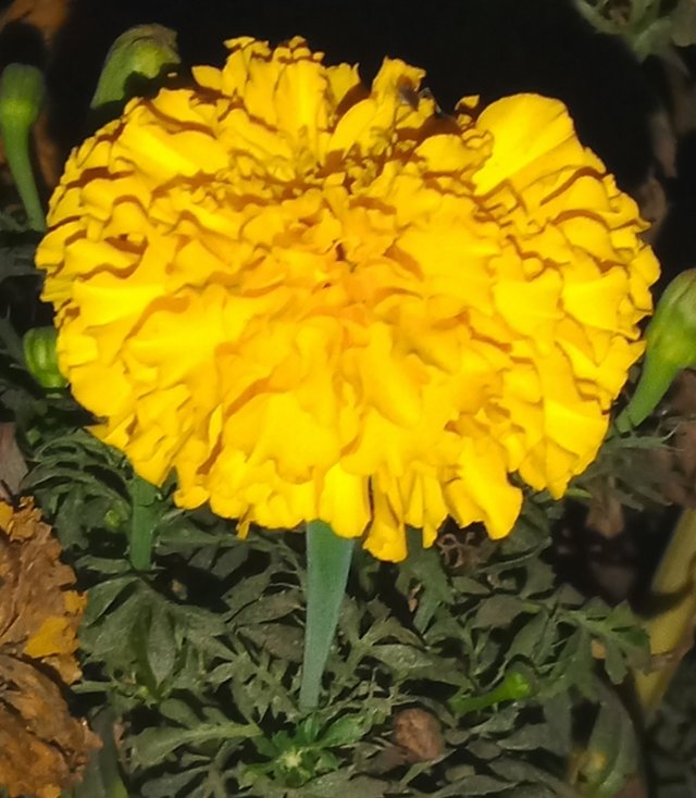 Marigold.jpg