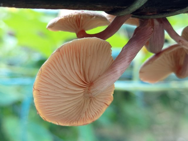 mashroom (2).jpg