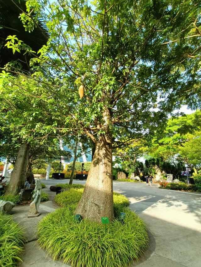 6 Australian babao tree.jpg