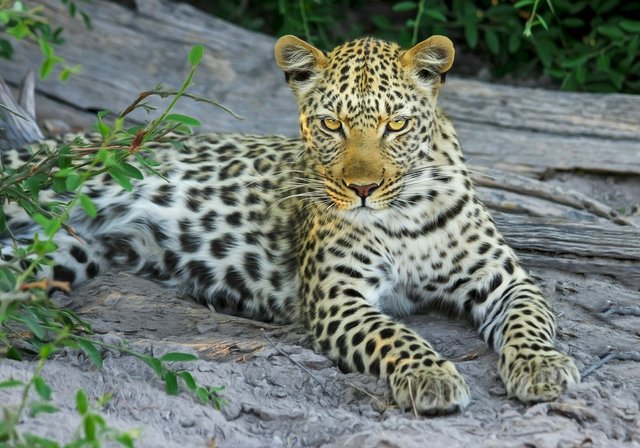 leopard-515508_1920.jpg